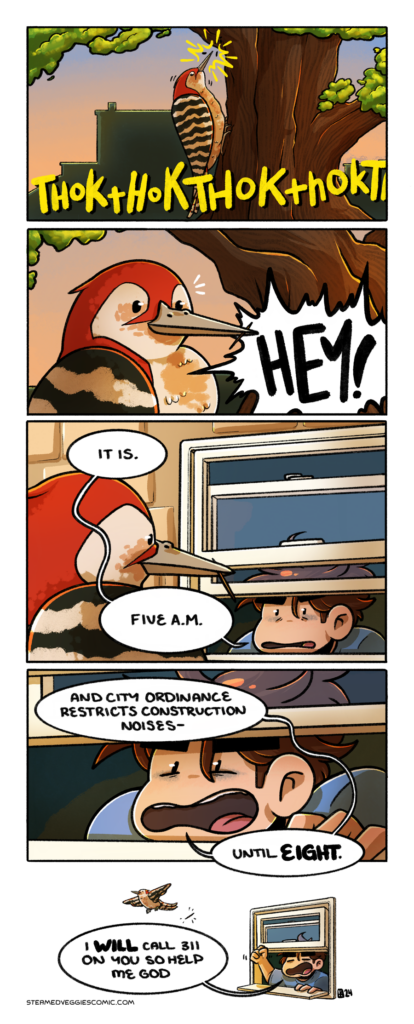 A five panel, full color comic. In the first panel, a woodpecker pecks away at a tree loudly. The sky is warm and soft: it's sunrise. In the second panel, an off panel voice shouts "HEY!" The woodpecker turns in surprise at the shout, a sliver of wood in his beak. In the third panel, we see Emily, disheveled and clearly just rolled out of bed, sticking her head out of the open window next to the tree. The bird looks on as she says, haltingly, "It is. 5 A.M." In the fourth panel, we zoom in on Emily's face, increasingly angry, as she shouts, "And city ordinance restricts construction noises until EIGHT." In the fifth panel, the bird flies away, startled by Emily's noise, as she leans out the window shaking her fist and saying "I will call 311 on you so help me god."A five panel, full color comic. In the first panel, a woodpecker pecks away at a tree loudly. The sky is warm and soft: it's sunrise. In the second panel, an off panel voice shouts "HEY!" The woodpecker turns in surprise at the shout, a sliver of wood in his beak. In the third panel, we see Emily, disheveled and clearly just rolled out of bed, sticking her head out of the open window next to the tree. The bird looks on as she says, haltingly, "It is. 5 A.M." In the fourth panel, we zoom in on Emily's face, increasingly angry, as she shouts, "And city ordinance restricts construction noises until EIGHT." In the fifth panel, the bird flies away, startled by Emily's noise, as she leans out the window shaking her fist and saying "I will call 311 on you so help me god."